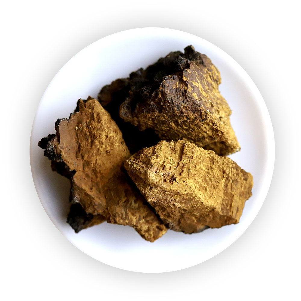 chaga pilz aufbewahren Bio Wilder Chaga Pilz